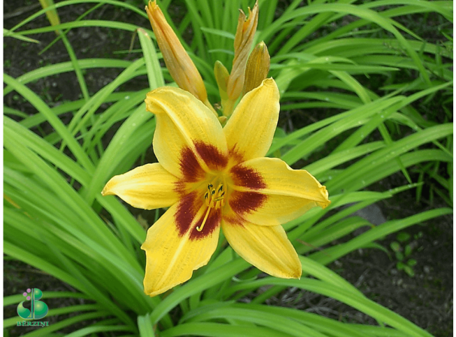Hemerocallis   'Bonanza'